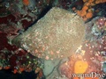 scuba diving photo