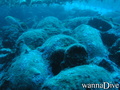 scuba diving photo