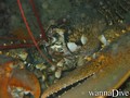 scuba diving photo
