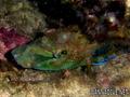 scuba diving photo