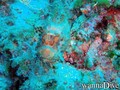 scuba diving photo