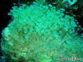scuba diving photo