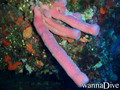 scuba diving photo