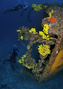 scuba diving photo