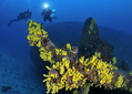 scuba diving photo