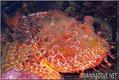 scuba diving photo