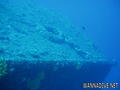 scuba diving photo