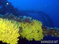 scuba diving photo