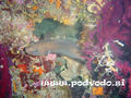 scuba diving photo