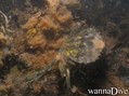 scuba diving photo