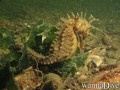 scuba diving photo