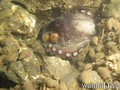 scuba diving photo