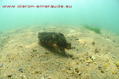 scuba diving photo