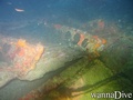 scuba diving photo