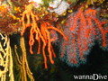 scuba diving photo