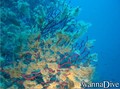 scuba diving photo