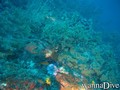 scuba diving photo