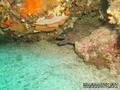 scuba diving photo