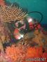 scuba diving photo