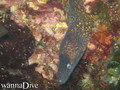 scuba diving photo