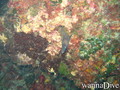 scuba diving photo