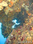 scuba diving photo