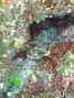 scuba diving photo
