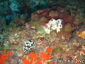 scuba diving photo
