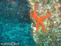 scuba diving photo