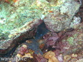 scuba diving photo
