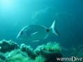 scuba diving photo