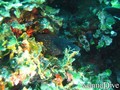 scuba diving photo