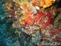 scuba diving photo