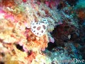 scuba diving photo