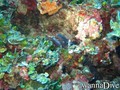 scuba diving photo