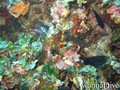 scuba diving photo