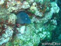 scuba diving photo