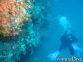 scuba diving photo