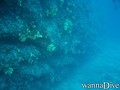 scuba diving photo