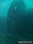 scuba diving photo
