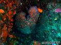 scuba diving photo