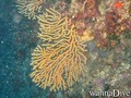 scuba diving photo