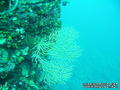 scuba diving photo