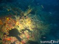scuba diving photo