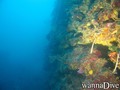 scuba diving photo