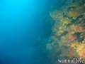 scuba diving photo