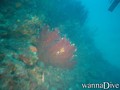 scuba diving photo