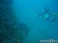 scuba diving photo