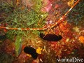 scuba diving photo