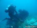 scuba diving photo